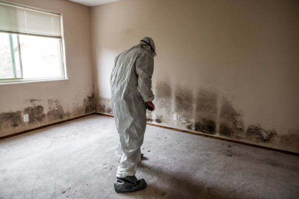 Why You Should Choose Our Mold Remediation Services in Elkland, PA